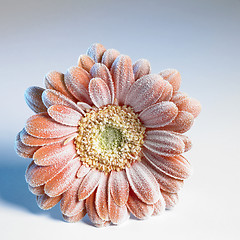 Image showing iced gerbera flower