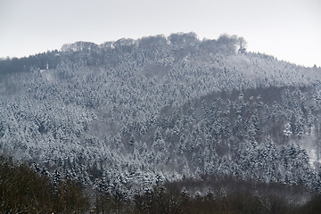 Image showing snowy forest detail