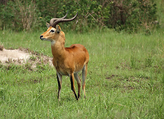 Image showing Uganda Kob in Africa