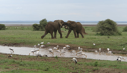 Image showing fighting Elephants in Africa