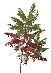 Image showing little staghorn sumac tree