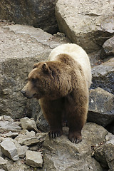Image showing Brown Bear on rock formation