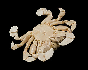 Image showing underside of a moon crab