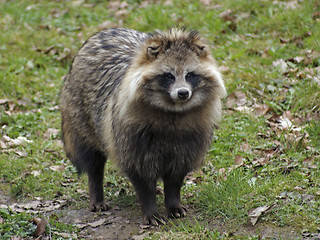 Image showing Raccoon Dog in natural ambiance