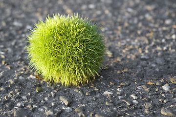 Image showing green chestnut ball