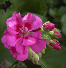 Image showing geranium flower