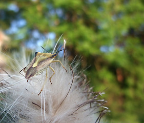 Image showing stink bug at summer time