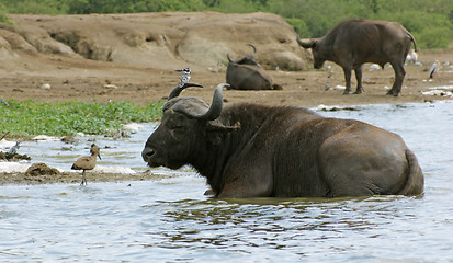 Image showing African Buffalos waterside in Uganda
