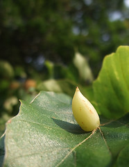 Image showing plant gall