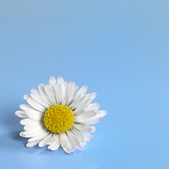 Image showing daisy flower closeup in blue back