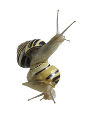 Image showing reach out Grove snails on each other