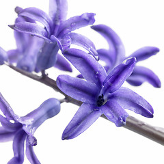 Image showing wet blue flowers in white background