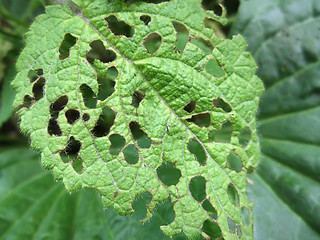 Image showing pitted leaf