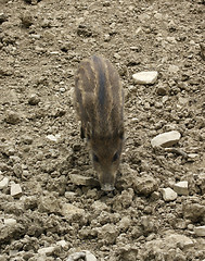 Image showing wild boar piglet