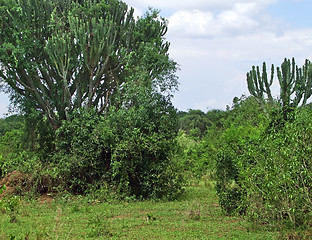 Image showing vegetation in the Queen Elizabeth National Park