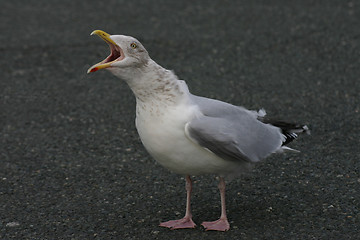 Image showing Angry Seagull