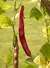 Image showing red bean pod