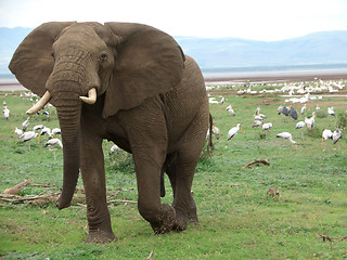 Image showing Elephant and birds in Africa