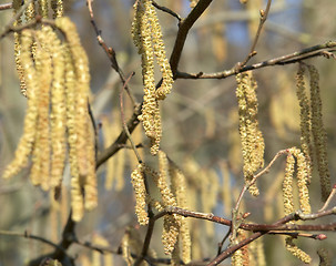 Image showing Common Hazel detail