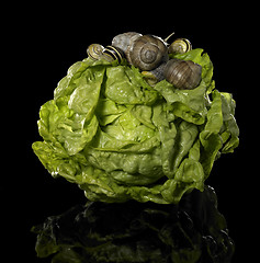 Image showing fresh lettuce and snails