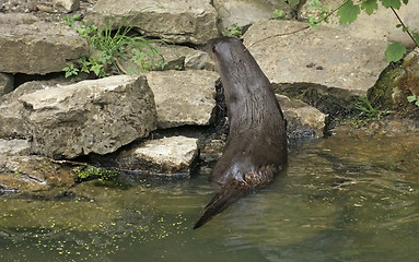 Image showing Otter climbing out of the water