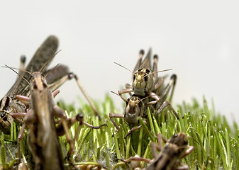 Image showing grasshoppers