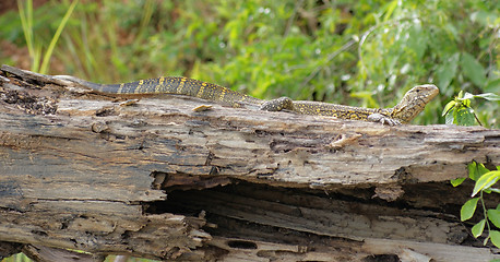 Image showing lizard in Uganda