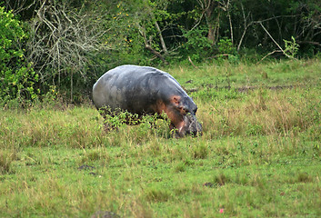 Image showing Hippo in Uganda