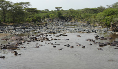 Image showing flock of Hippos in a river