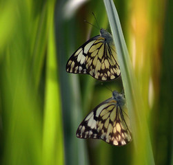 Image showing butterflies on a blade of grass