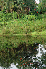 Image showing waterside scenery in the Kabwoya Wildlife Reserve