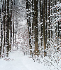 Image showing winter forest
