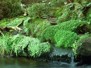 Image showing various waterside vegetation