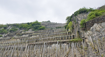 Image showing vineyard in the Eifel