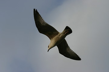 Image showing Bird in Flight