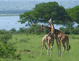 Image showing Giraffes at fight in Africa