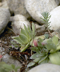 Image showing succulent detail and pebbles