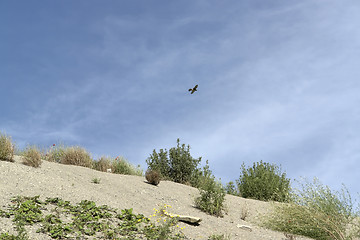 Image showing spoil pile and bird in sunny ambiance