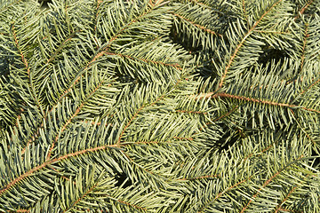 Image showing fir needle background