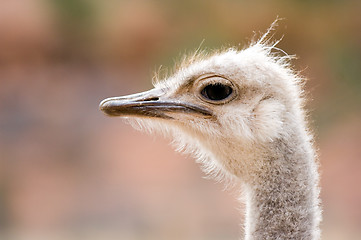 Image showing Ostrich head