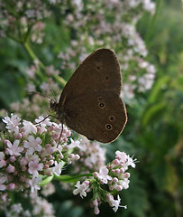 Image showing Satyrini butterfly in floral ambiance