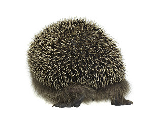 Image showing hedgehog walking away