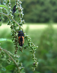 Image showing ladybeetle grub on stalk