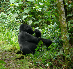 Image showing Gorilla in the jungle