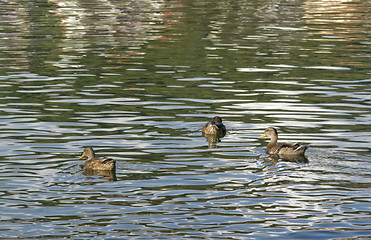 Image showing ducks on reflective water surface