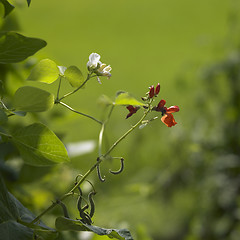 Image showing red and white bean blossoms