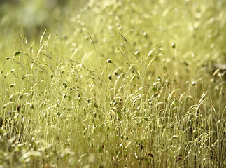 Image showing moss sporangiums macro