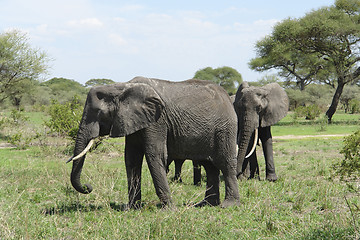 Image showing savannah scenery with Elephants in Africa