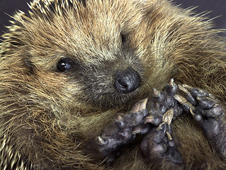 Image showing rolled-up hedgehog portrait