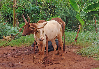 Image showing cattle in Uganda